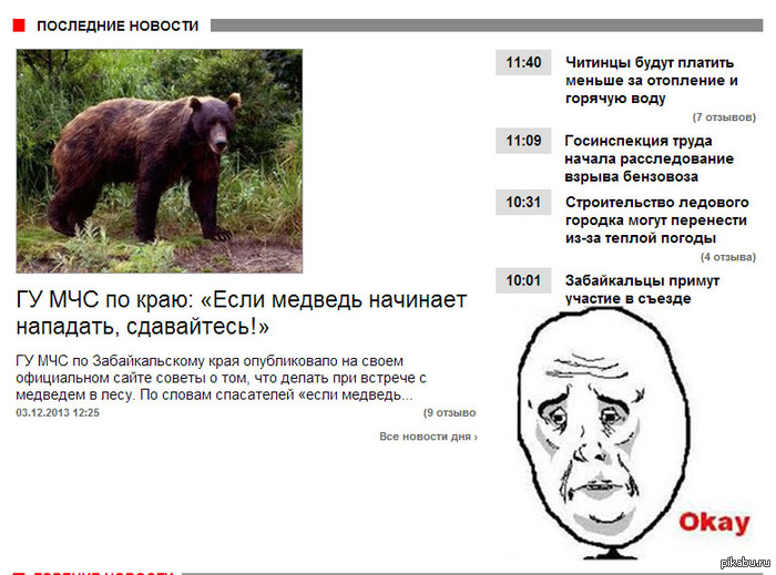 Медведь | Пикабу