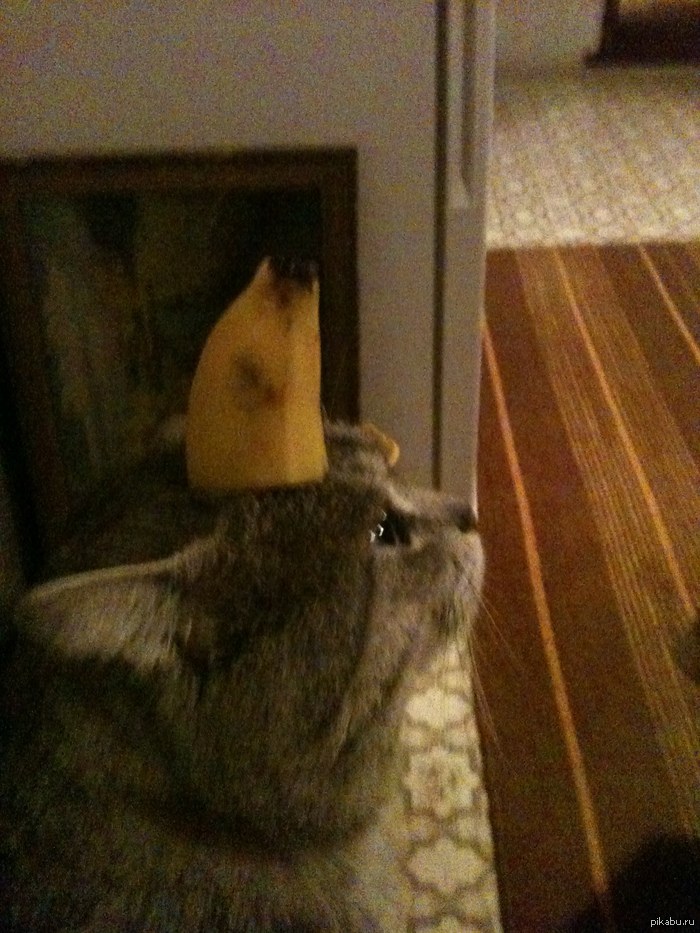 немного про кошачий пофигизм