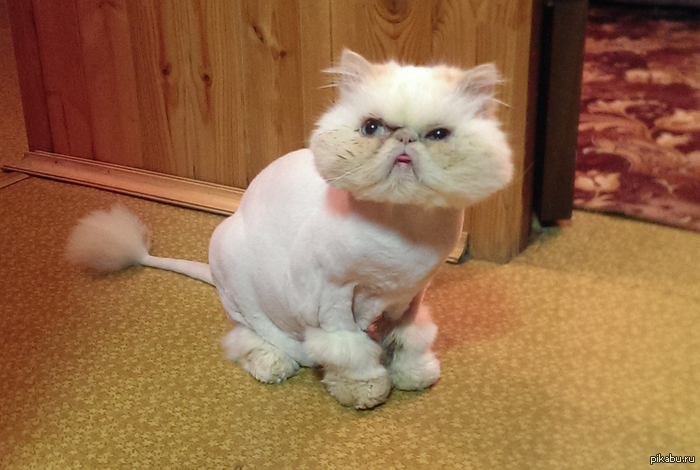 Просто котик