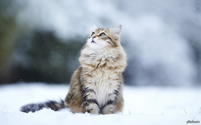 �������� =^_^=