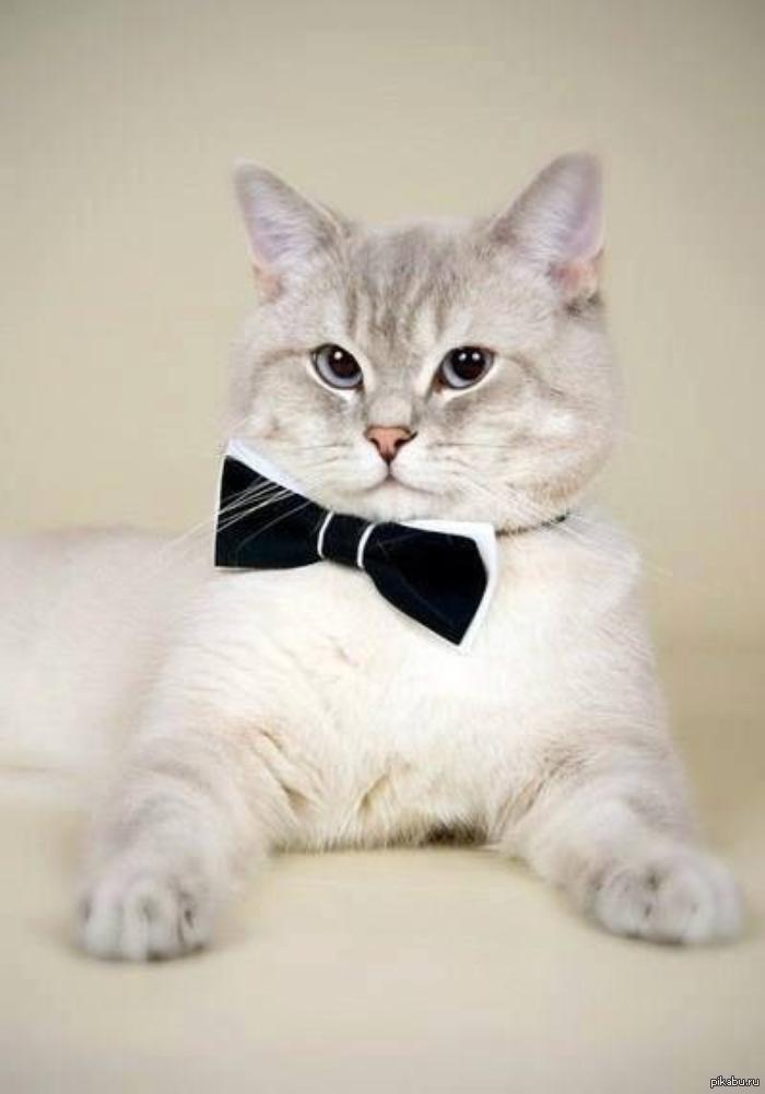 Кот джентльмен. Котик в галстуке. Интеллигентный кот. RJN D ufcknert.