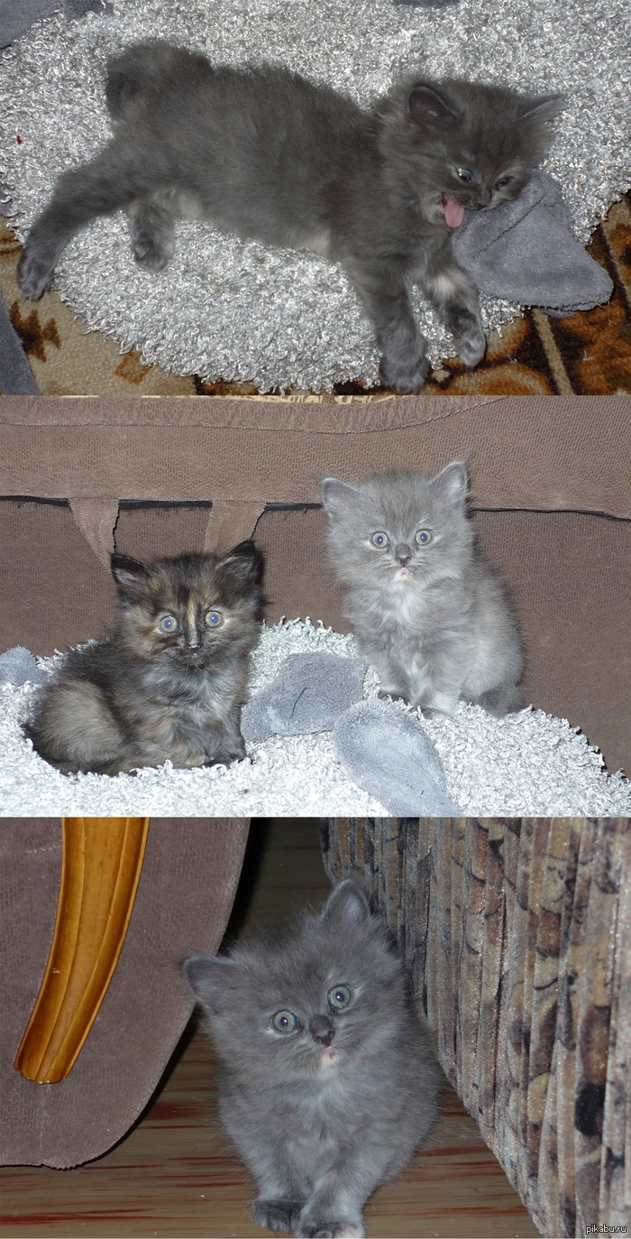 Wat?  ��������� ����