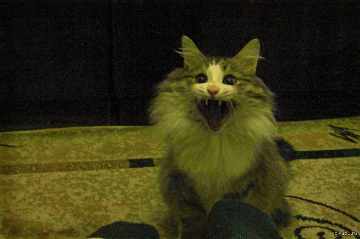 ��� ���� �������, ���� ������.