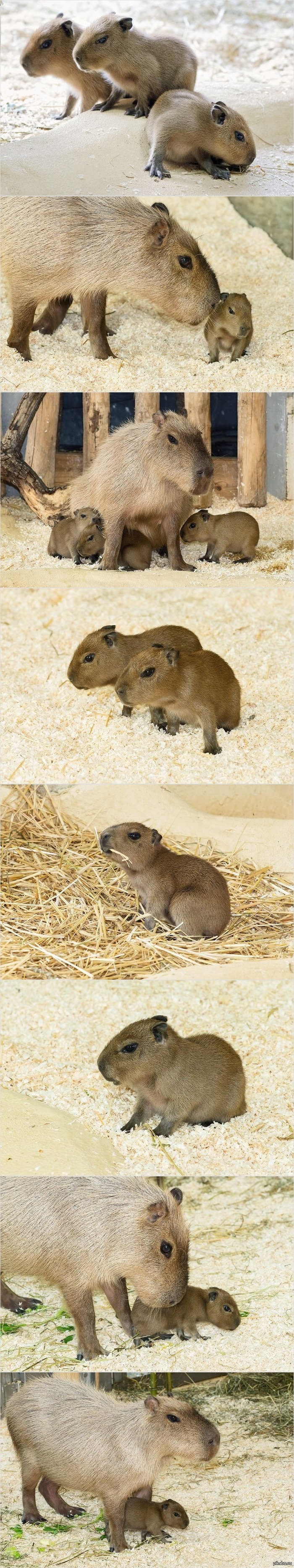 Capybaras and capybaras =) - Capybara, Zoo, Longpost