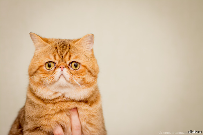 Экзот - котенок на всю жизнь.