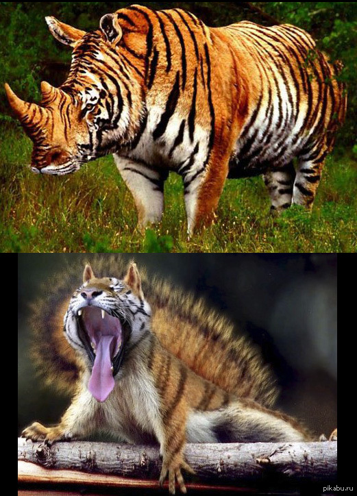 Tigerhorn and Belkotigr - Photoshop, Photo hitch, Humor