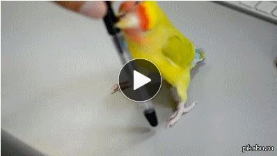 Parrot painting a portrait, super cool! - GIF, A parrot, Milota