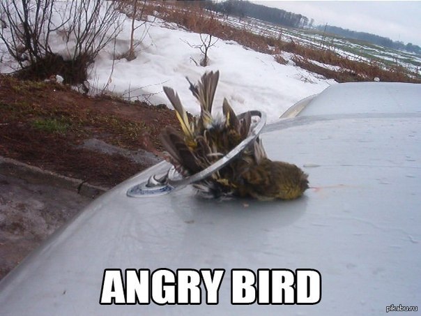 angry birds | Пикабу