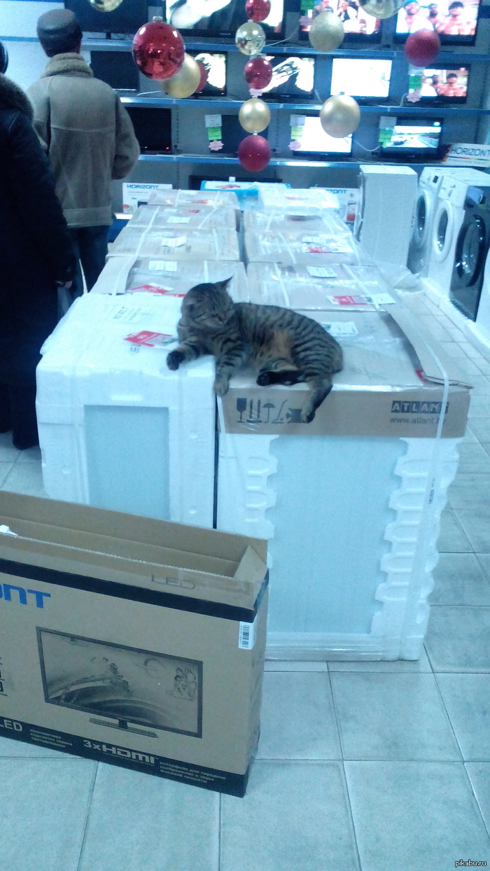 ��� � ��������