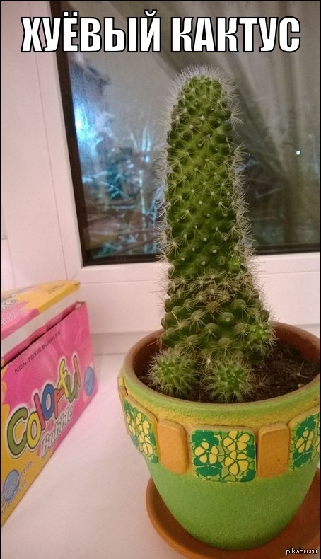 cocky - NSFW, My, Mat, , Cactus, Cactus, , , 