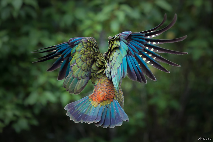 Ново Зеландский Кеа в полете