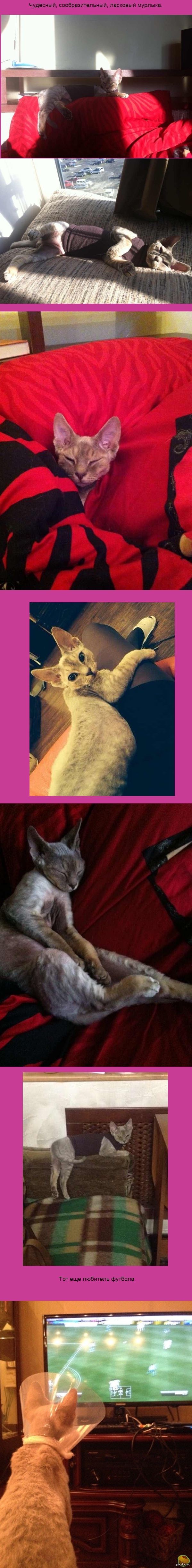 Мой кот-обормот