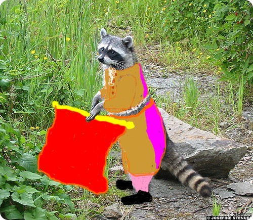 Енот матадор | Пикабу