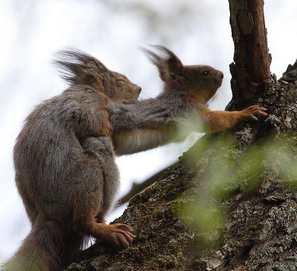 Squirrel love - Squirrels, Love, NSFW