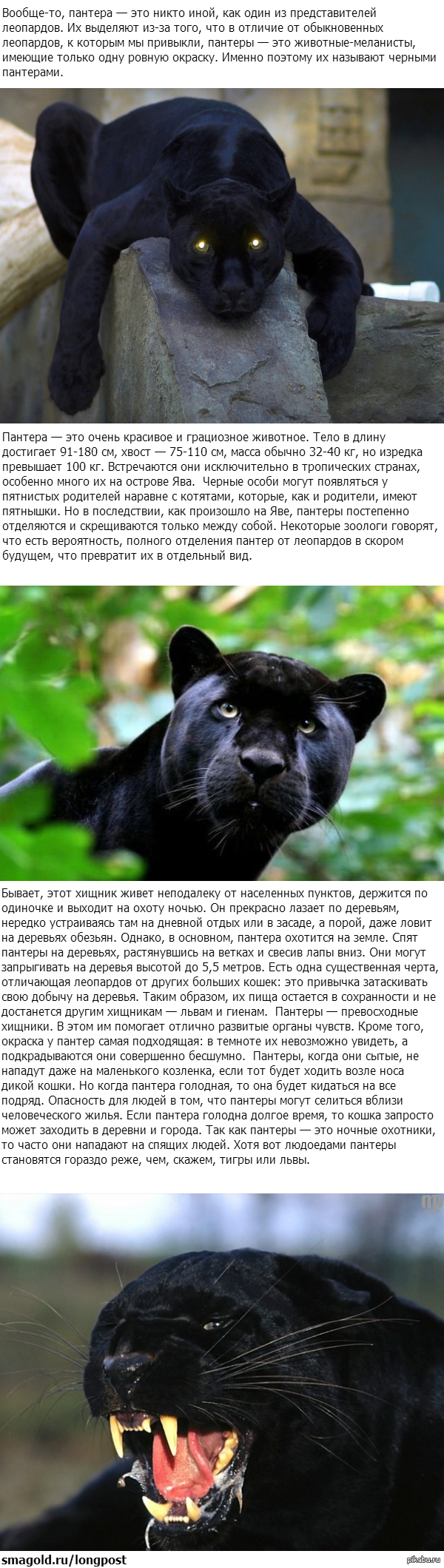 Пантера черная характеристики
