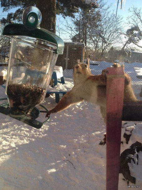 Псссс, парень...Орешки будешь?