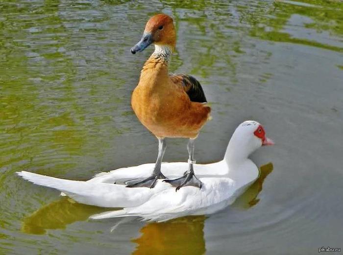 �������� ,��������� ,������