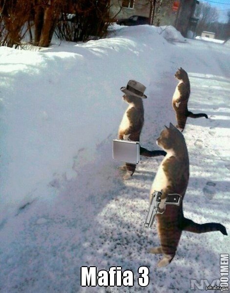 Котомафия | Пикабу