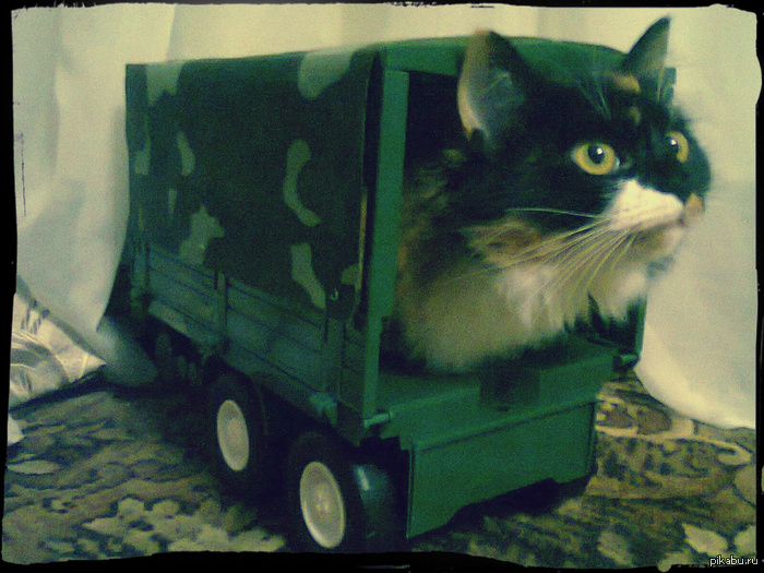 You in the army now! | Пикабу