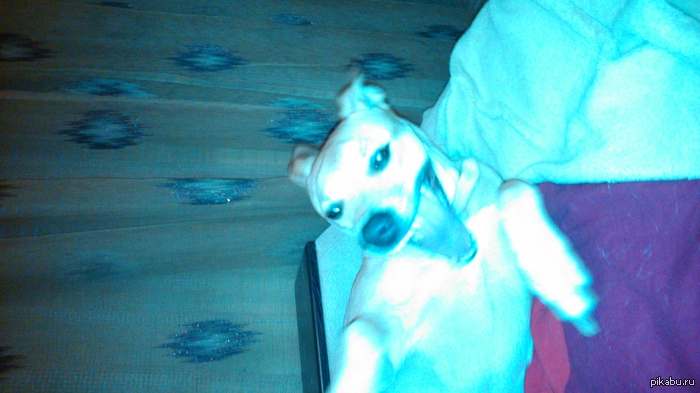 Показал собаке новую оранжевую ладу калину.