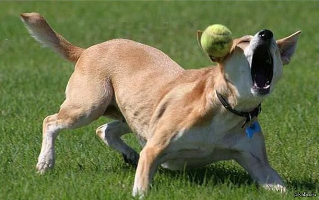 Retarded Dog Video