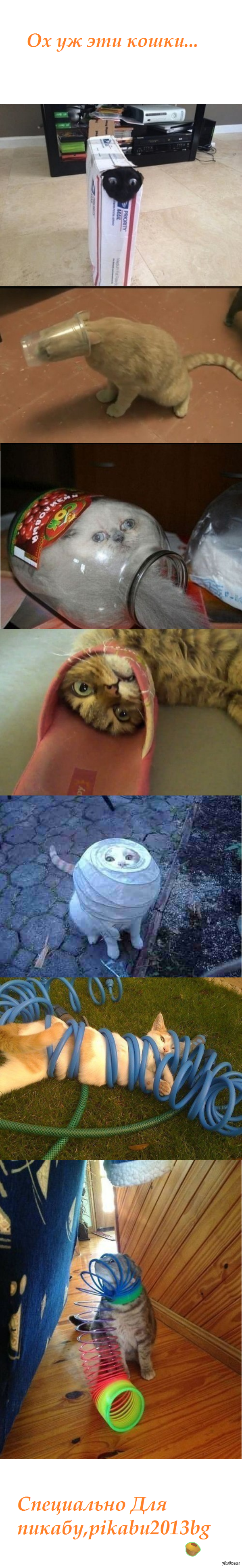 Ох уж эти кошки...