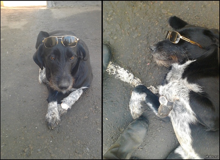 Забавный пёс