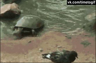 1386827162_1868950653.gif