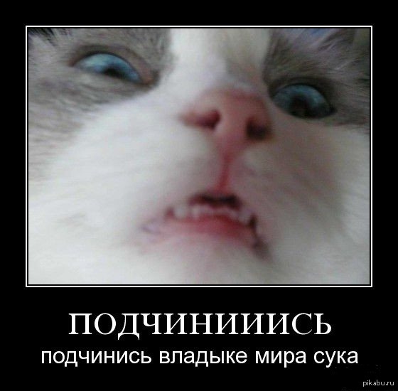 Новогодние, смешная картинка слушаюсь и повинуюсь