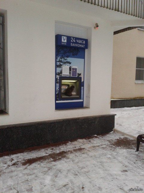 Коты всегда выбирают место , где потеплее.Например,там где хранятся деньги.