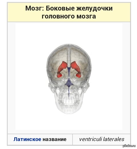 Желудочки мозга анатомия. 1 И 2 желудочки головного мозга. Желудочки головного мозга функции. 3 Желудочек головного мозга функции. 2 Желудочек головного мозга.