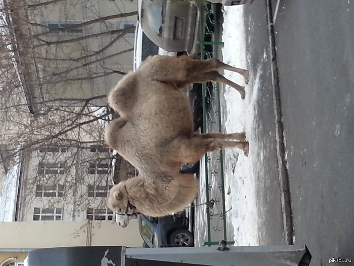 Хорошо ему, наверное