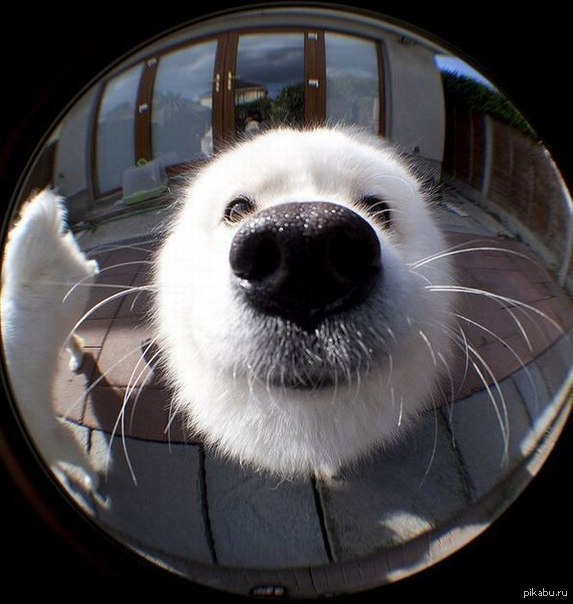 А то все котики...