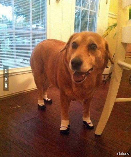 Пожалуй самое забавное, что ты можешь сделать со своей собакой