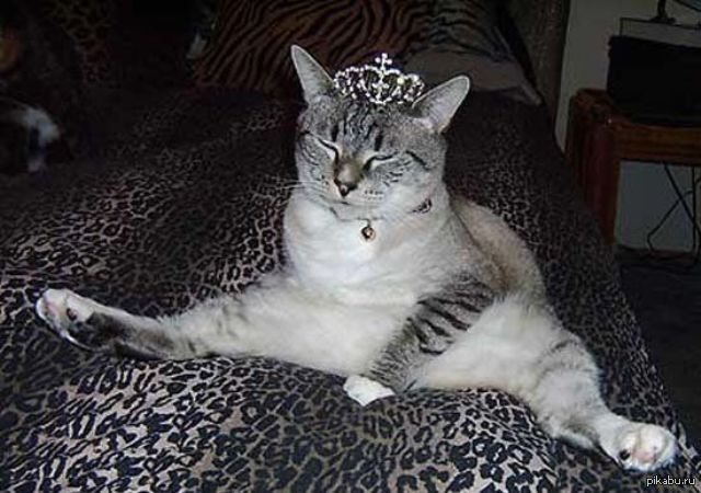 Смешных, я жду тебя смешная картинка