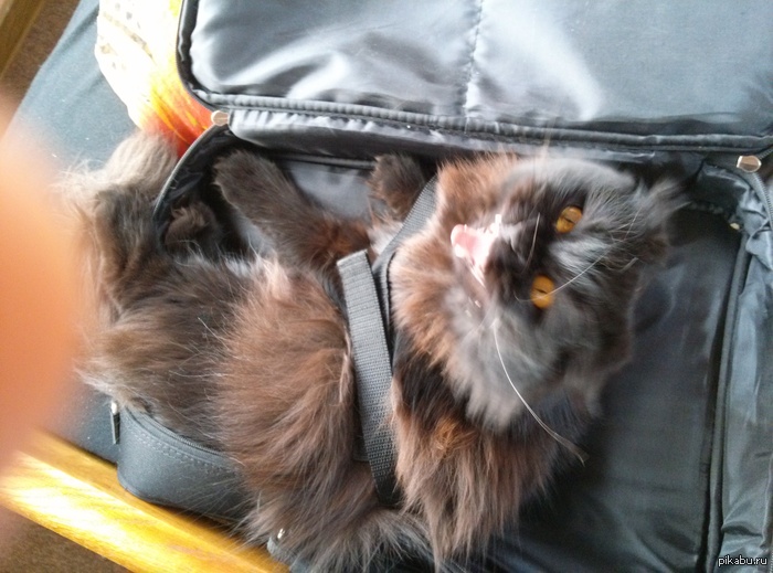 Котэ поймано.