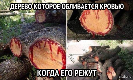 Дерево " Кровь Драконов "