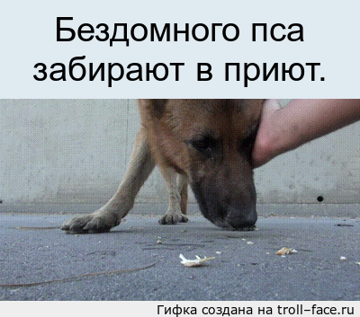 Собаки из приюта. Счастливые собаки из приюта. Пёс забрал еду у соседа. Бедные бездомные животные. Заберите мою собаку.