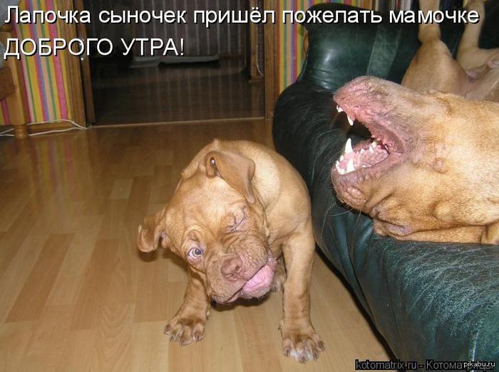 Няшечки. :-)