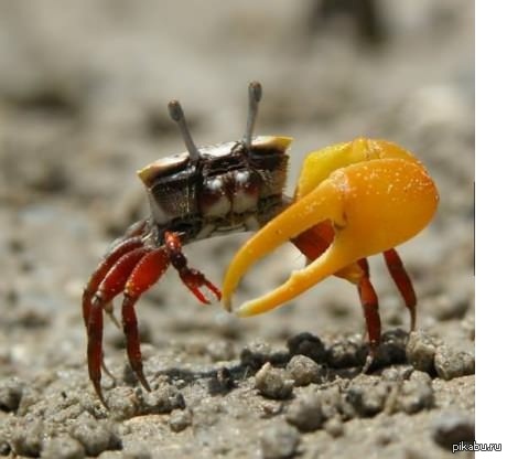 Краб-одиночка