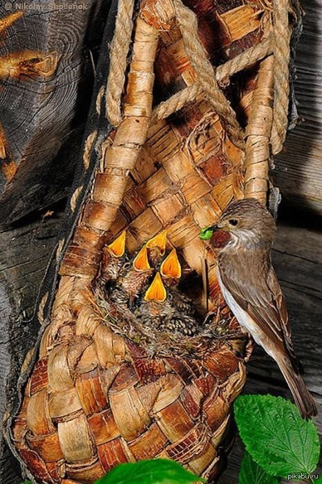 Обувь явно приглянулась птицам для жилья :)