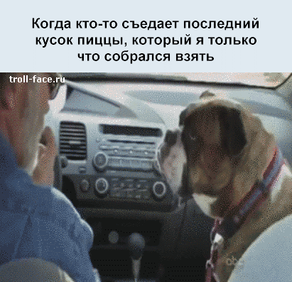 Смешные Гифы С Надписями