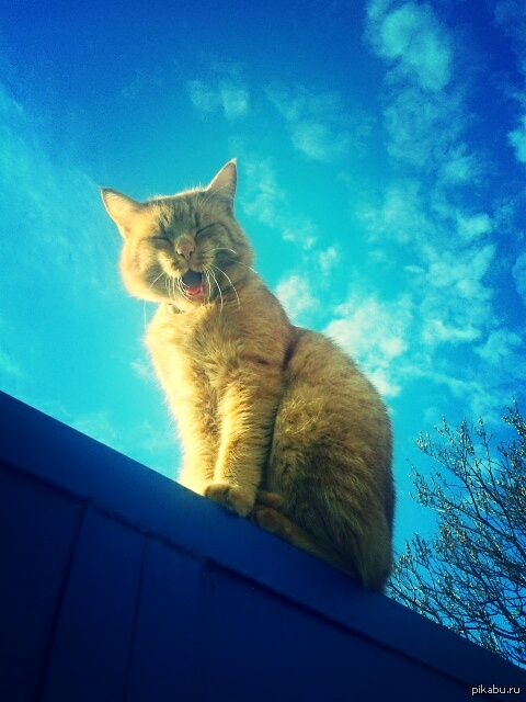 ������ �������.