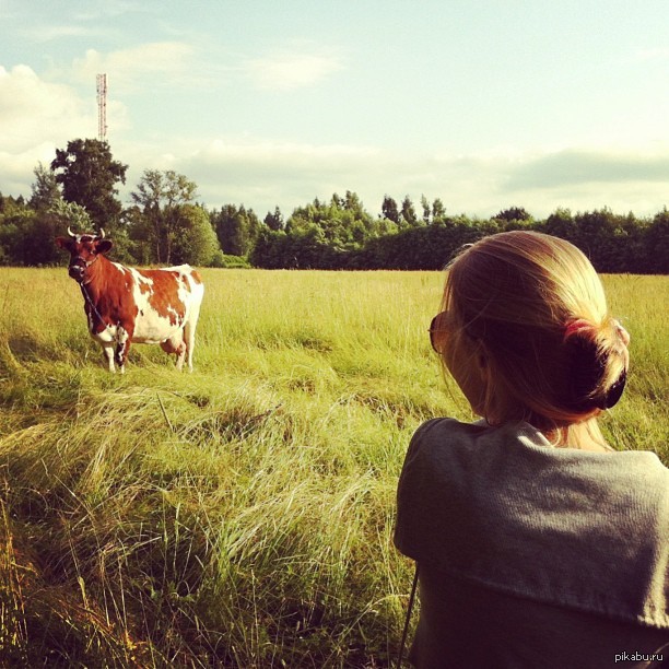 Duel in the Wild West - My, Cow, Girls, Field, Village, The photo, Village, Cattle, Riga