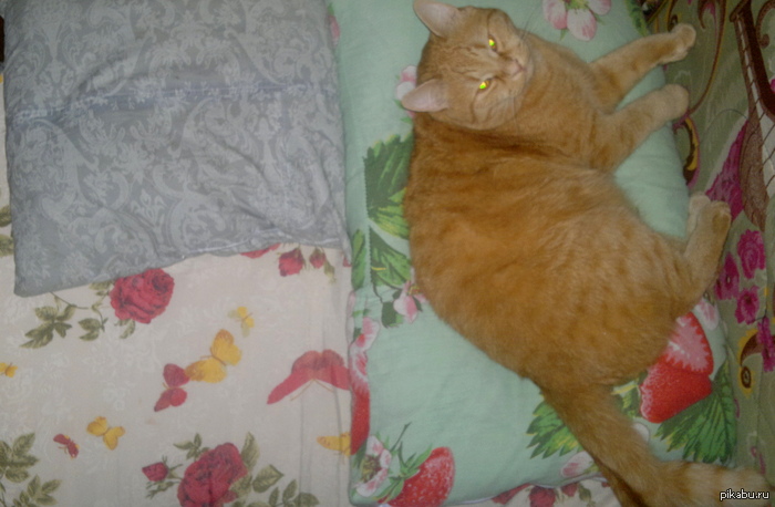 Доминируй. Властвуй. Мурлыкай.