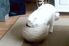 Basket for a cat - cat, Basket, GIF
