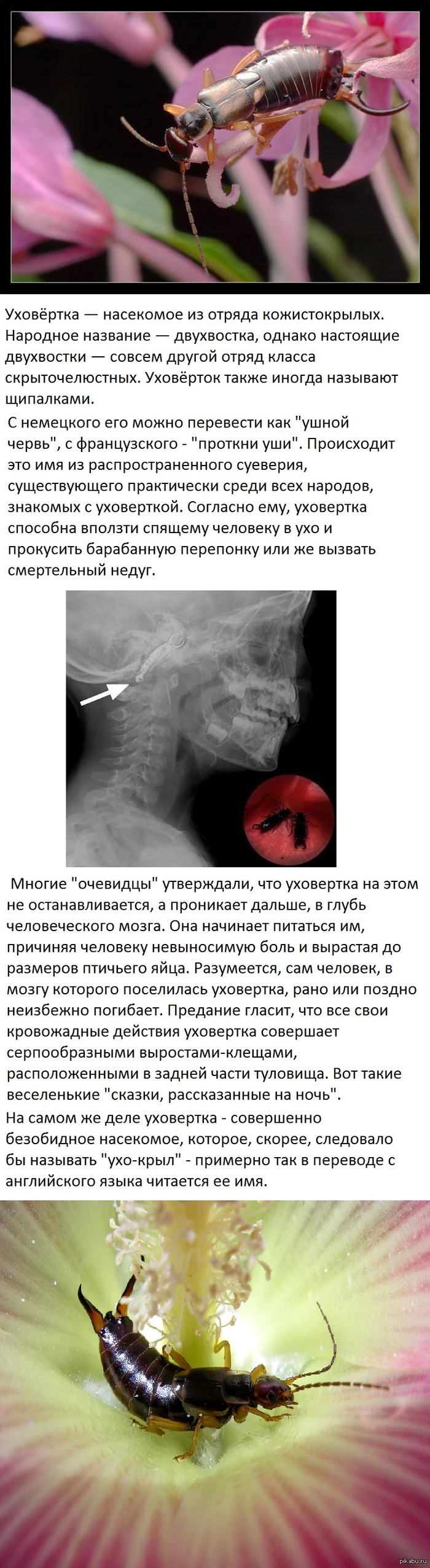 Уховертка: истории из жизни, советы, новости, юмор и картинки — Лучшее,  страница 2 | Пикабу