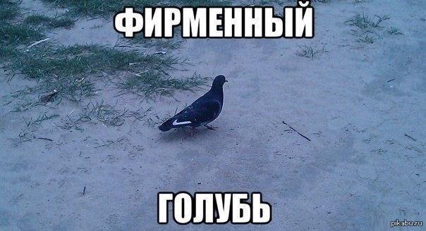 фирменный голубь | Пикабу
