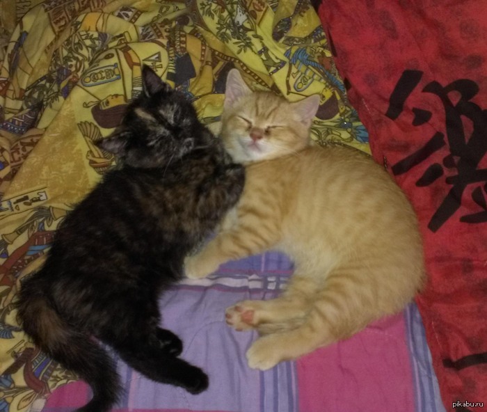 ������� ����