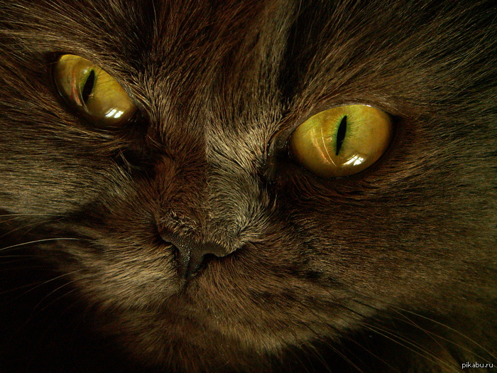 ������� �������